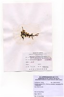 藏品(大型總狀蕨藻)的圖片